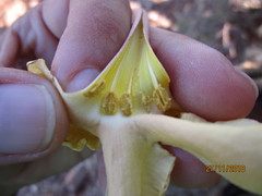 Sesamothamnus lugardii