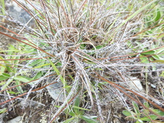Luzula ulophylla