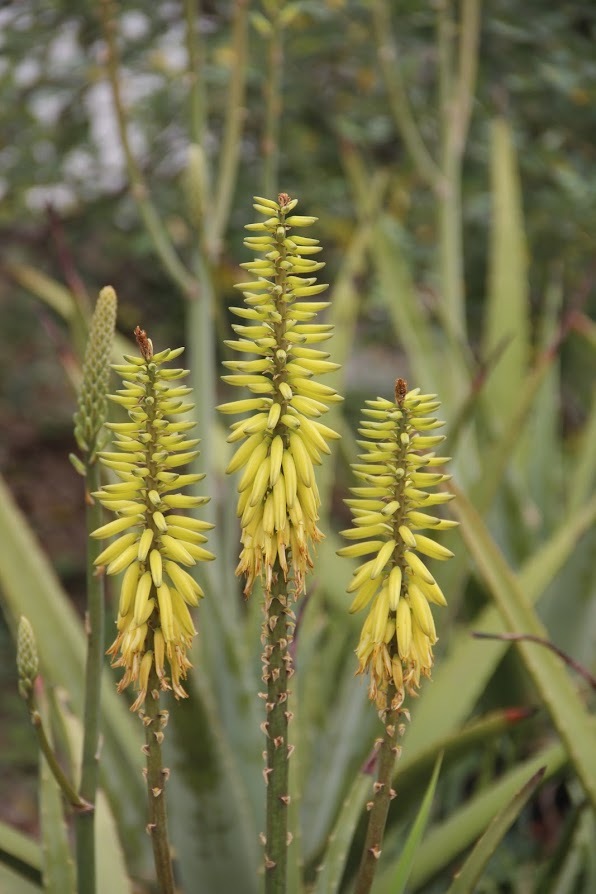 aloe vera (Aloe vera) · iNaturalist