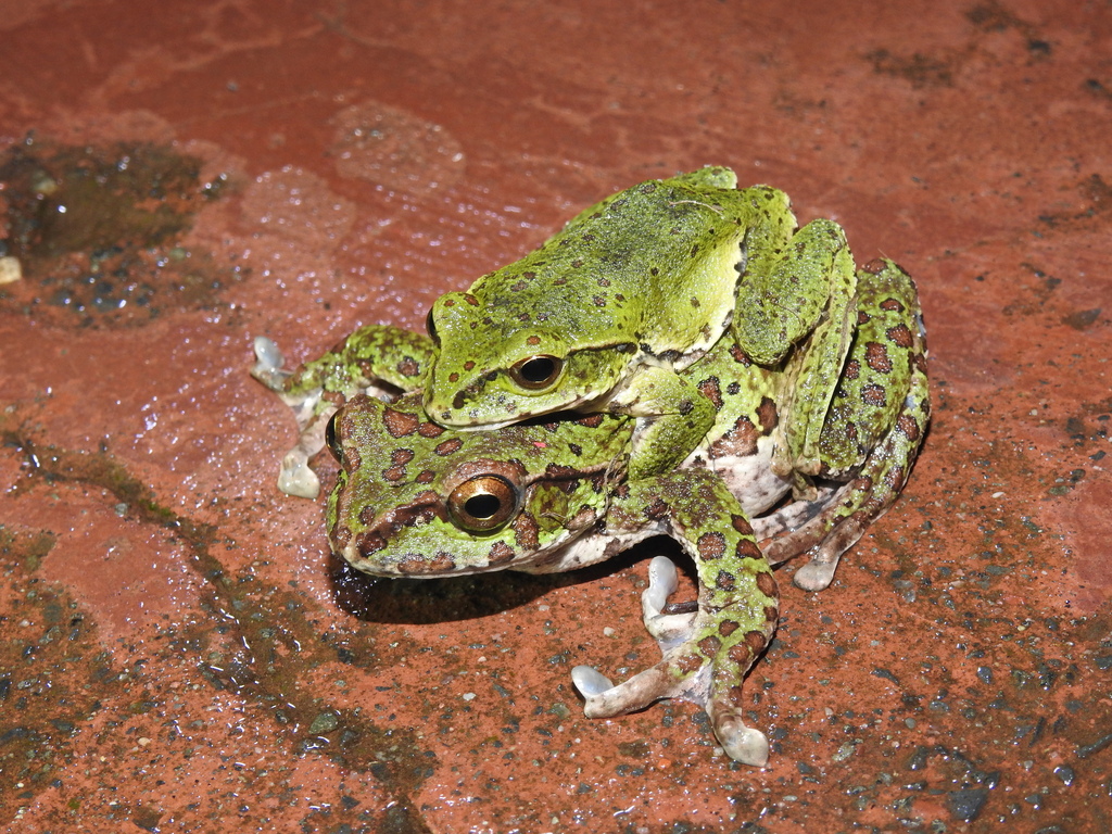 Baoxing Tree Frog