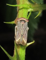 Proconiini