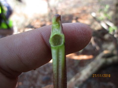 Sesamothamnus lugardii