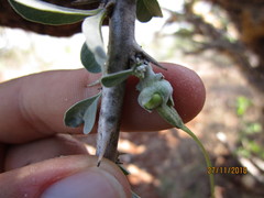 Sesamothamnus lugardii