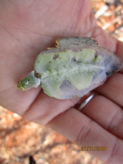 Sesamothamnus lugardii