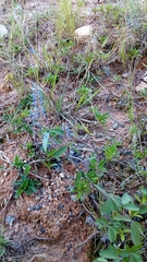 Grona heterocarpos