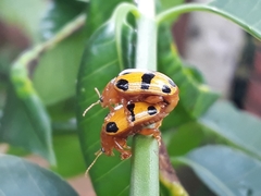 Podontia affinis