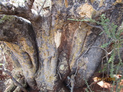 Sesamothamnus lugardii