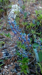 Grona heterocarpos