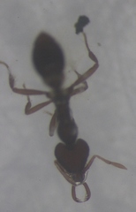 Strumigenys lacunosa