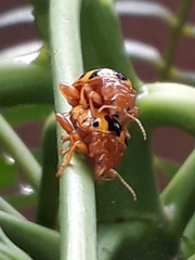 Podontia affinis