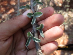 Sesamothamnus lugardii