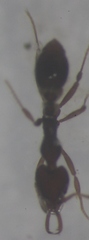Strumigenys lacunosa