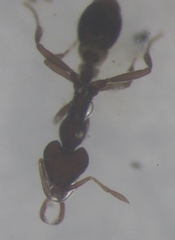 Strumigenys lacunosa