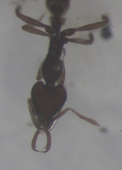 Strumigenys lacunosa