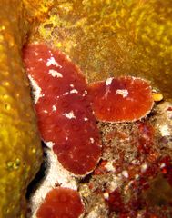 Aplidium clivosum