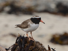 Thinornis novaeseelandiae