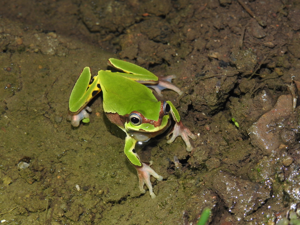 Assam Treefrog