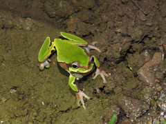 Assam Treefrog photo 1