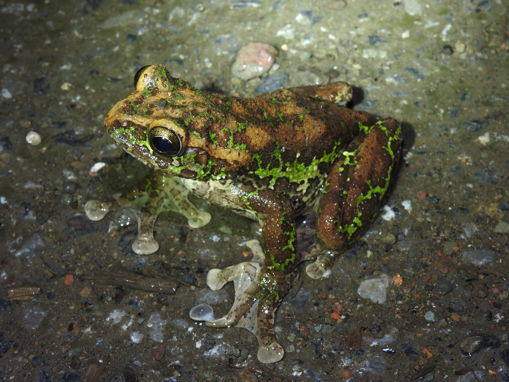 Omei Treefrog
