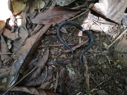 Photo of a Rustyhead Snake (Amastridium veliferum)