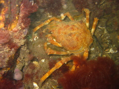 Leptomithrax gaimardii