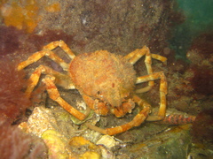 Leptomithrax gaimardii