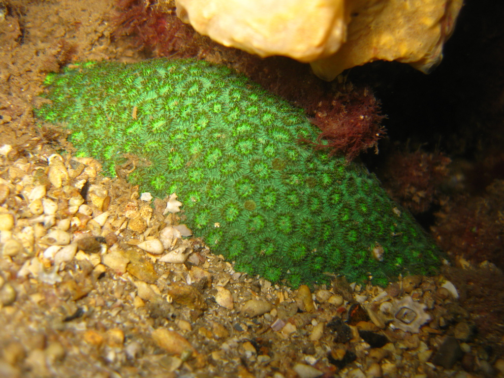 Plesiastreidae