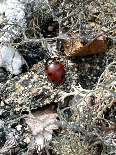 Transverse Lady Beetle (Coccinella transversoguttata), a species recorded in Alaska