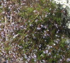 Prismatocarpus diffusus