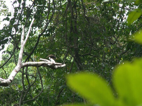 iNaturalist image