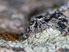 Pellenes geniculatus