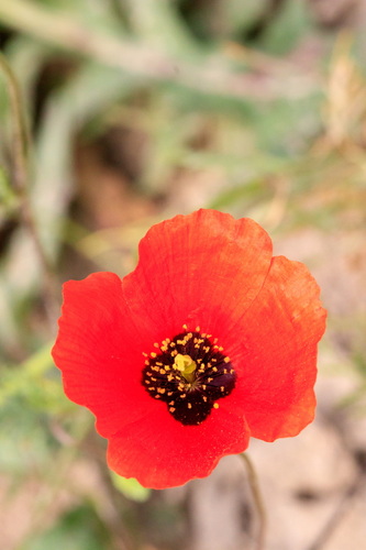 Image of Asian Corn Poppy (Roemeria refracta) by (c) Dmitry Boldyrev, some rights reserved (CC BY)