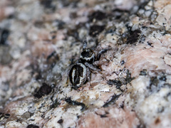 Pellenes geniculatus