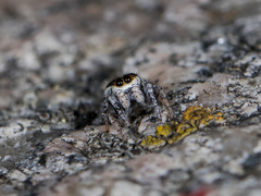 Pellenes geniculatus