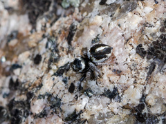 Pellenes geniculatus