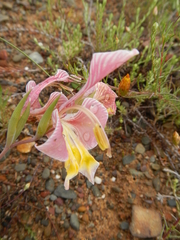 Gladiolus virescens