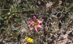 Moraea vallisbelli