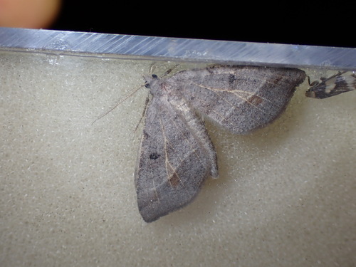 Macaria artesiaria