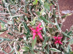 Euphorbia tithymaloides image