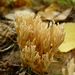 Ramaria gracilis - Photo (c) Serge M. Appolonov, some rights reserved (CC BY-NC), uploaded by Serge M. Appolonov