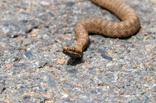 Karaganda pitviper