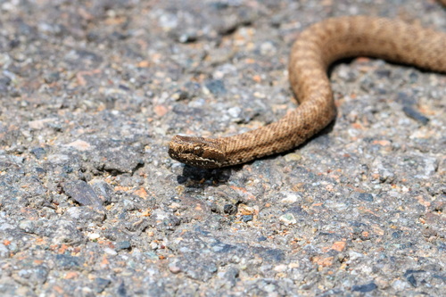 Karaganda pitviper