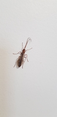 Ophion obscuratus