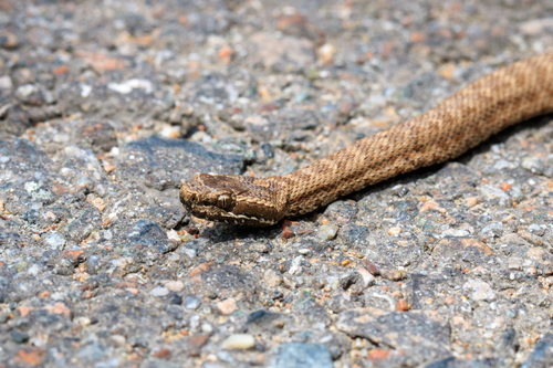 Karaganda pitviper