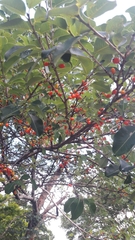 Erythroxylum argentinum
