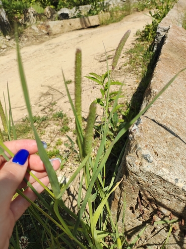 Phleum pratense iNat (3)