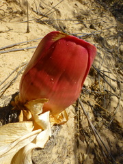 Boophone haemanthoides