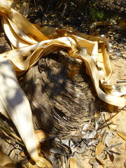 Boophone haemanthoides