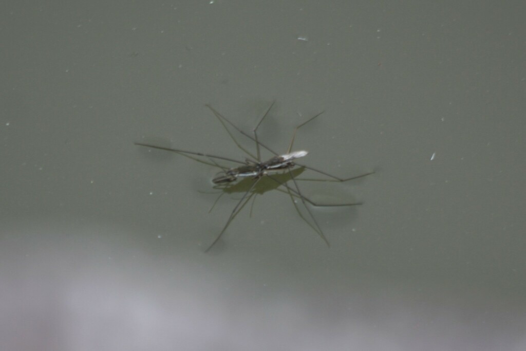 Pond water strider