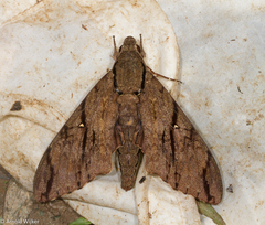 Cerberonoton rubescens